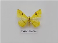 藏品(尺蛾278)的圖片